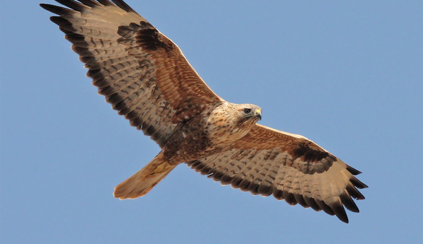 gobelek-kizil-sahin-banner.jpg